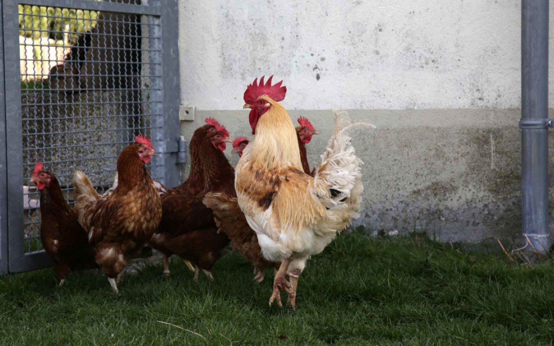 Tipps zur Hühnerhaltung