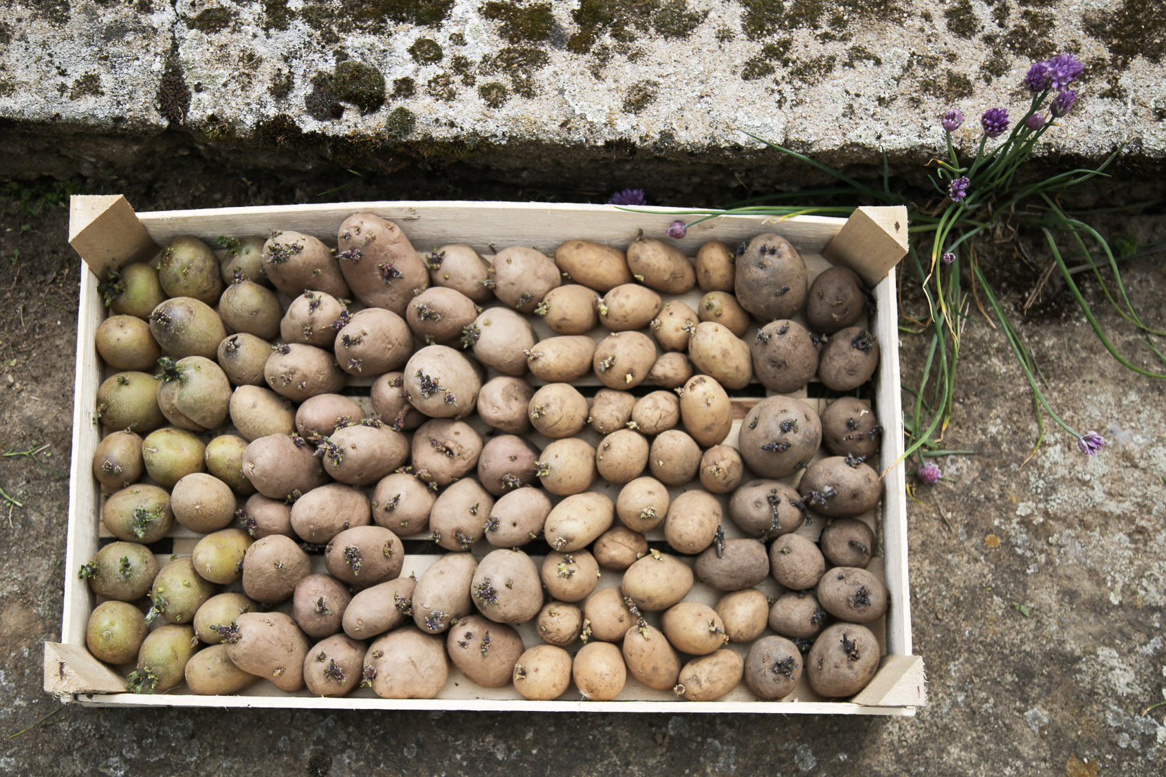 Kartoffeln pflanzen, pflegen & ernten | Rikes Küchengärten