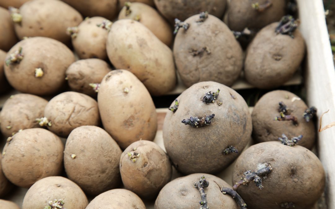 Kartoffeln pflanzen, pflegen & ernten | Rikes Küchengärten