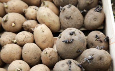 Kartoffeln pflanzen, pflegen & ernten
